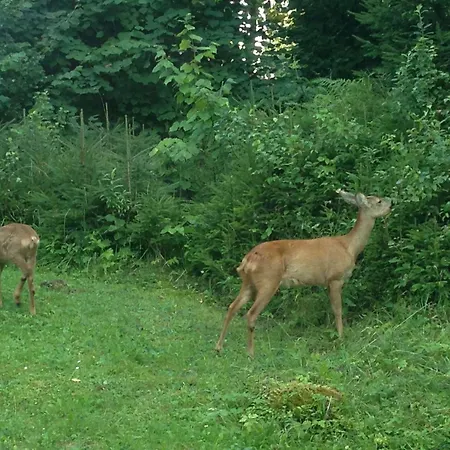 Lejlighed Alte Talsperre Tambach-Dietharz