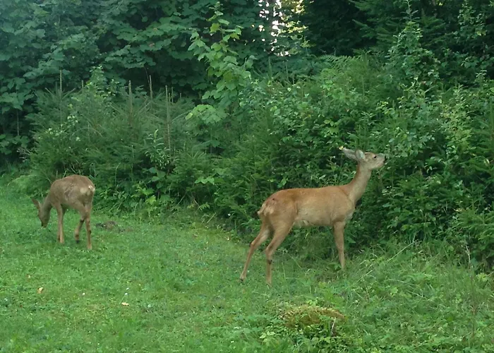 Daire Alte Talsperre Tambach-Dietharz